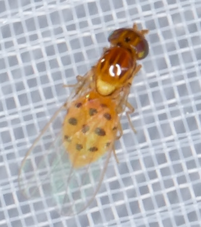 Asteia elegantula, adult (photo: Geir Drange)